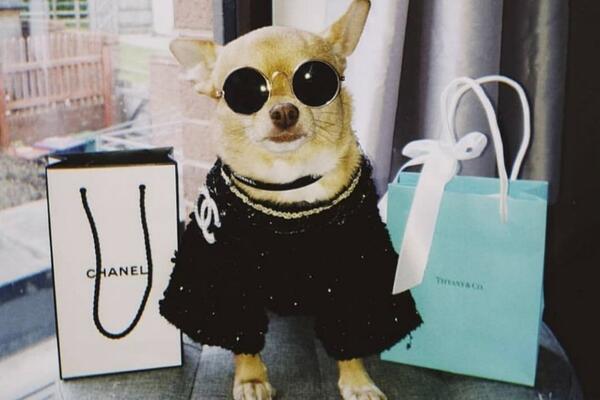 BOGATAŠI TRAŽE DADILJU ZA PSE: Jedna osobina je obavezna, evo KOLIKU platu nude! (FOTO)