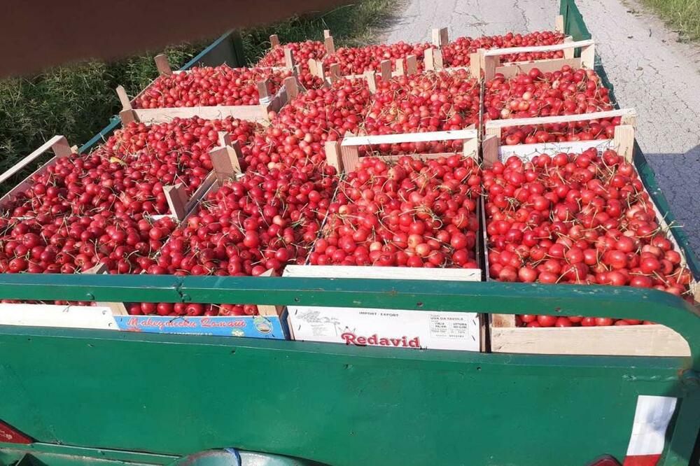 KILO TREŠANJA U RITOPEKU 80 DINARA, DOK DOĐU DO PIJACA NJIHOVA CENA SKOČI I DO PET PUTA: Evo da li će pojeftiniti!