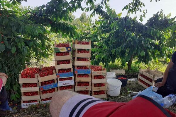 ČOVEK PRODAJE RAZRAĐEN BIZNIS NA 4 HEKTARA ZA SMEŠNE PARE! Na ovolikom placu može da se napravi čak i KUĆA (FOTO)