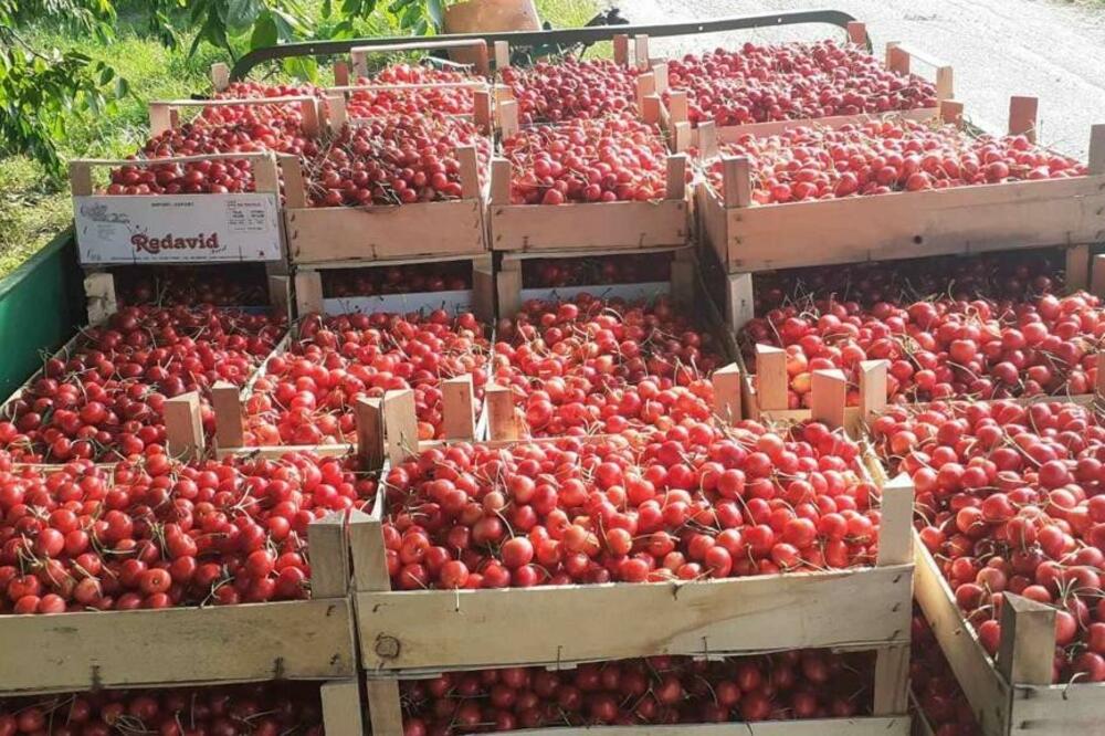 OVA DIJETA SA TREŠNJAMA SKIDA KILOGRAME BRZINOM SVETLOSTI: Šokiraćete se rezultatom za DVE NEDELJE