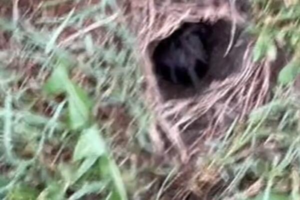 KRENULA JE DA PRSKA ZEMLJU, A ONDA JE PRIMETILA RUPU: Nije mogla ni da ZAMISLI šta će IZAĆI... (VIDEO)