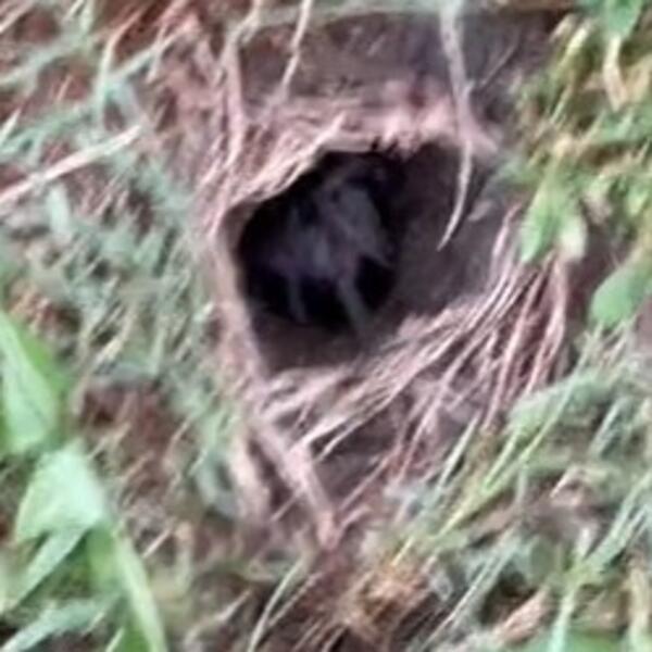 KRENULA JE DA PRSKA ZEMLJU, A ONDA JE PRIMETILA RUPU: Nije mogla ni da ZAMISLI šta će IZAĆI... (VIDEO)