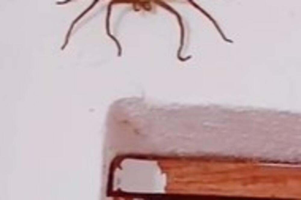 KRENULA JE DA SE ISTUŠRILA, A ONDA JE IZNAD VRATA PRIMETILA JEZIVO STVORENJE: Toliko je VELIKO da je odmah SKOČILA