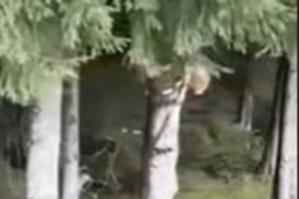 TURISTI OBILAZILI GRAD, A ONDA SU NA DRVETU PRIMETILO NEŠTO JEZIVO: Pogledajte samo šta su SNIMILI, ogromno je