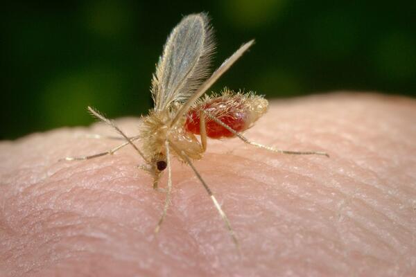 MEĐU VODEĆIM SMO ZEMLJAMA PO ZARAŽENIMA GROZNICOM ZAPADNOG NILA: Epidemiolog otkrio 3 mere zaštite od komaraca