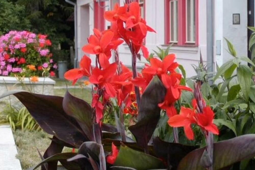 OVAJ CVET JE PRAVA EGZOTIKA I RASKOŠ: Ništa LEPŠE ne možete imati u svom dvorištu, a otporan je i na SUŠU