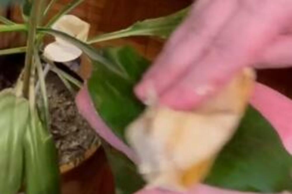 PREBRIŠITE VAŠE SVEĆE SAMO JEDNOM NAMIRNICOM I RAŠĆE DUPLO BRŽE: To je PRAVA HRANA koja ih vraća u život (VIDEO)