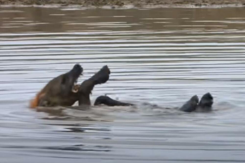 HIJENA NAPALA NILSKOG KONJA, MISLILA DA JE MRTAV A ONDA USLEDIO ŠOKANTAN OBRT: Zbog ovog je UMALO OSTALA BEZ GLAVE