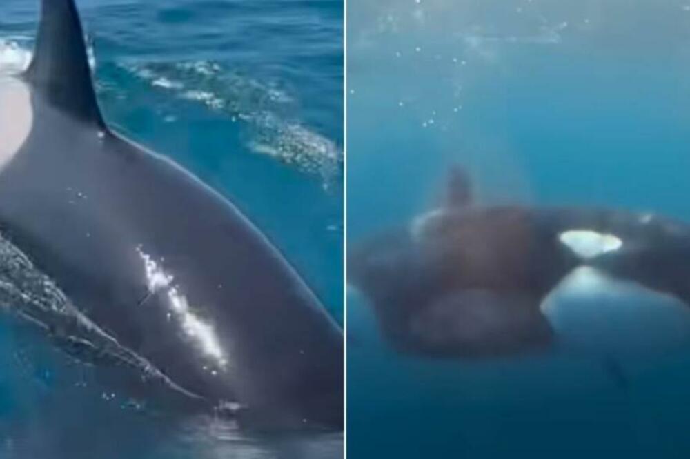 ORKE OPKOLILE JAHTU, PA POČELE DA JE KIDAJU! Zastrašujući snimak LEDI KRV, a kad su bacili kameru u vodu... (VIDEO)