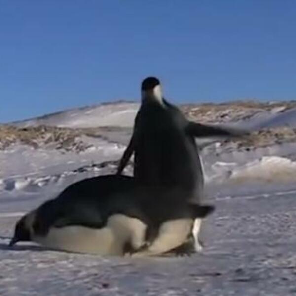 NAJSMOTANIJE PTICE GRACIOZNOG IZGLEDA: Ostavite ih same na KOPNU nekoliko minuta, ne zna se koja je SLAĐA! (VIDEO)