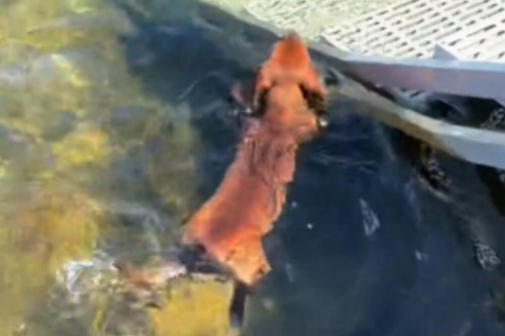 PAS UPAO U JEZERO, PA POKUŠAO DA PLIVA: Ono što je usledilo NASMEJALO je pola sveta (VIDEO)