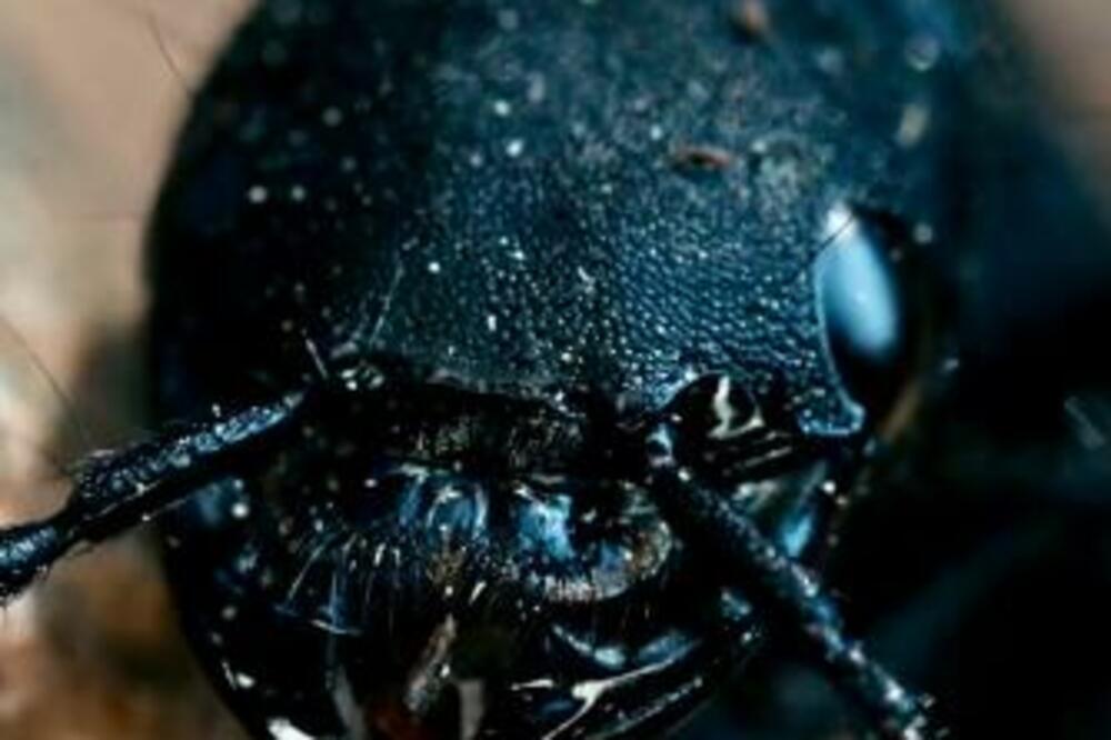 BUBE UHOLAŽE ULAZE NOĆU LJUDIMA U UŠI: Svi strahuju da će im se NEŠTO DESITI, evo kako da se ZAŠTITE OD NJIH