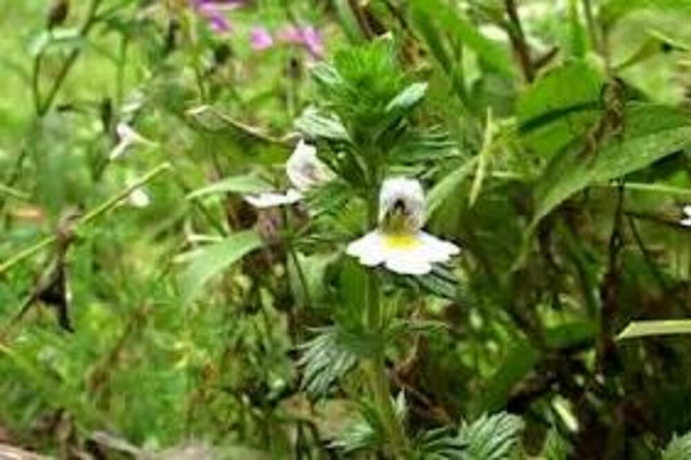 OBAVEZNO UNESITE OVU BILJKU NA VIDOVDAN: Veruje se da ima MAGIČNU MOĆ, ako ne uradite KAJAĆETE SE