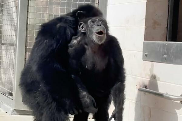 NIŠTA SLAĐE DANAS NEĆETE VIDETI, NEPROCENJIV TRENUTAK: Šimpanza PRVI PUT ugledala NEBO, gledajte je SAMO (VIDEO)