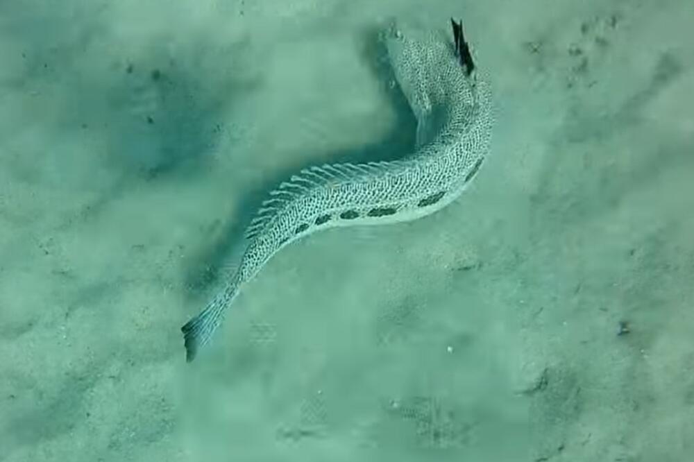 EVO KAKO IZGLEDA RIBA KOJA JE UBOLA NAŠU DEVOJČICU U GRČKOJ: Srbin podelio LOKALNI TRIK protiv BOLA! (VIDEO)