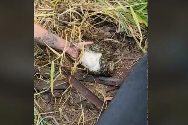 ZATEKLI SU SKLUPČANU ZMIJU, A KAD SU JE PODIGLI IMALI SU ŠTA DA VIDE: Nije se POMERALA, a tek šta je USLEDILO VIDEO