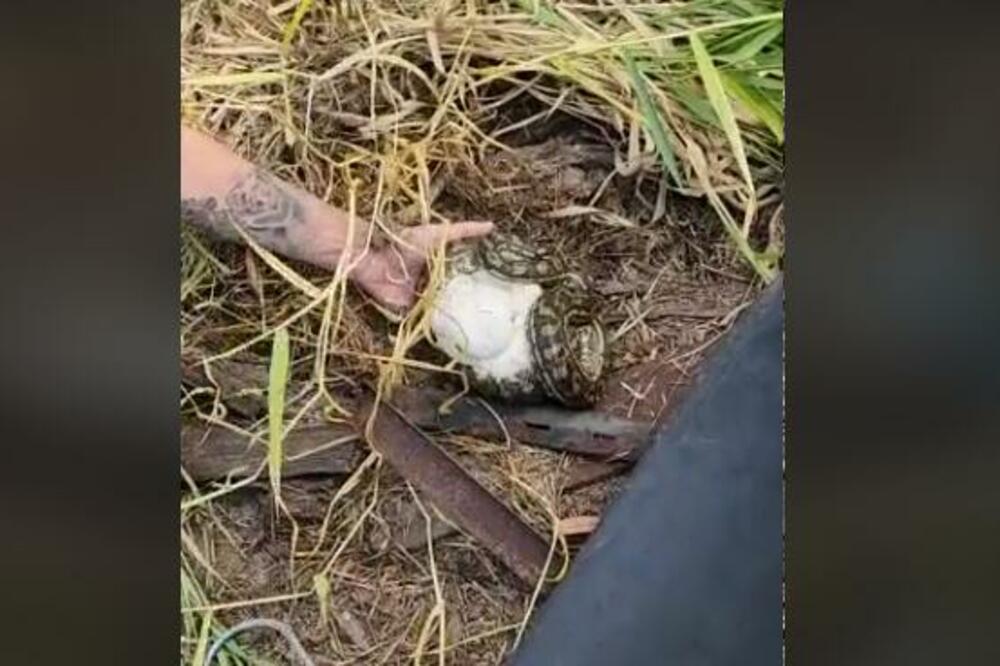 ZATEKLI SU SKLUPČANU ZMIJU, A KAD SU JE PODIGLI IMALI SU ŠTA DA VIDE: Nije se POMERALA, a tek šta je USLEDILO VIDEO