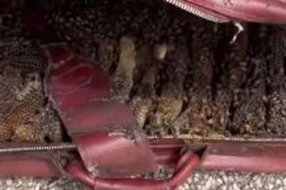 OTVORILA JE STARI KOFER I JEZA JE PROŠLA ZBOG ONOGA ŠTO JE U NJEMU ZATEKLA: Sve su bile ŽIVE i SPREMNE NA NAPAD