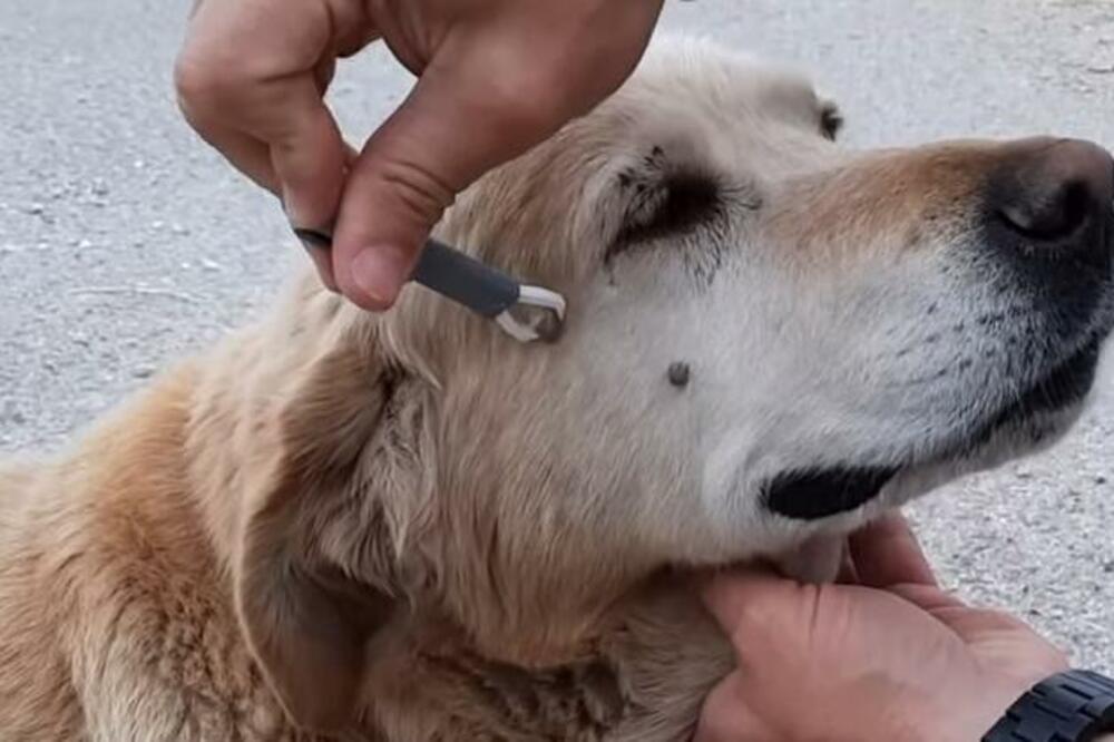 OVE STVARI PAS RADI ČOVEKU KADA ŽELI NEŠTO DA MU KAŽE: Jednu stvar svi tumače POGREŠNO, važno je znati