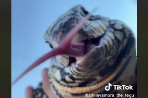 ČOVEK ŠETAO PO DVORIŠTU, PA VIDEO DA NEŠTO GMIŽE PO TRAVI: Ubeđen je bio da je ZMIJA, ali ovo je JOŠ JEZIVIJE