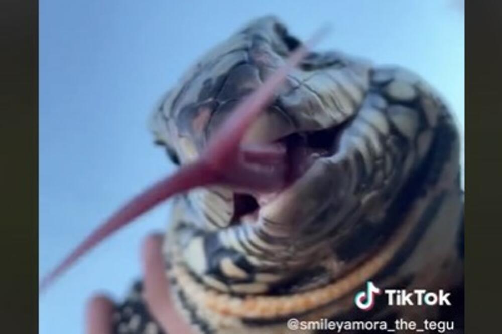 ČOVEK ŠETAO PO DVORIŠTU, PA VIDEO DA NEŠTO GMIŽE PO TRAVI: Ubeđen je bio da je ZMIJA, ali ovo je JOŠ JEZIVIJE