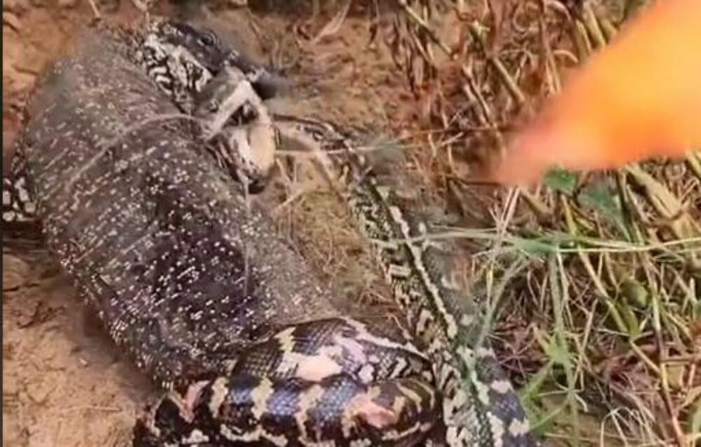 Zmija, Piton, Komodo zmaj, Gušter