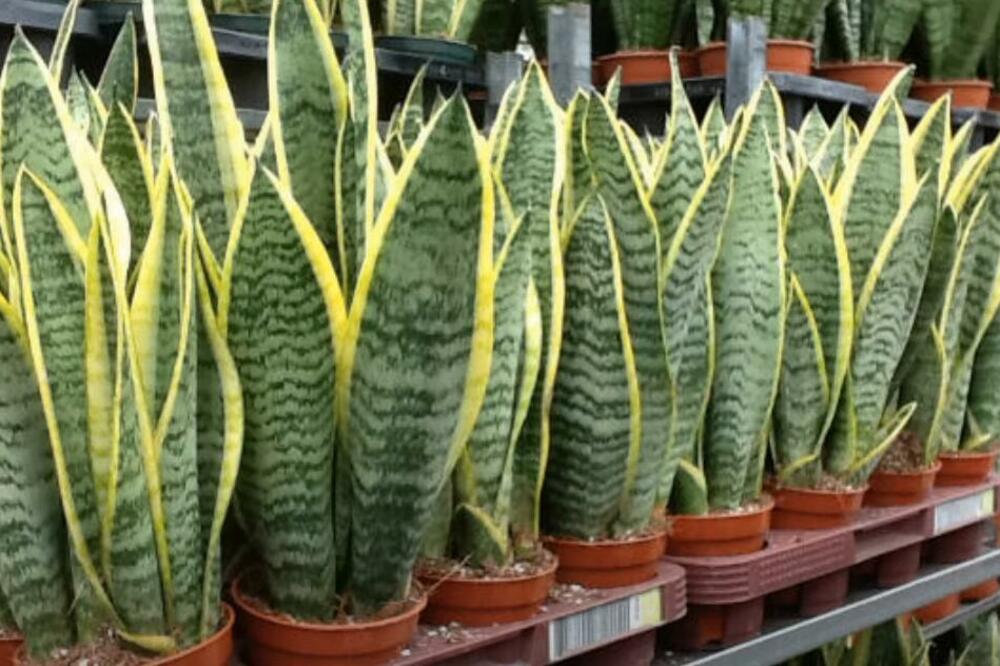 A GARDENER DISCOVERED THE BEST CARE OF HOUSE PLANTS DURING THE WINTER: It's not enough just to water, you have to do THIS