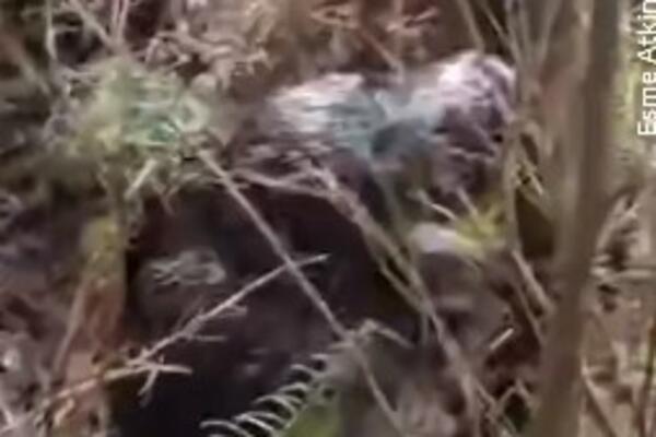 SUROVO SE MAKLJALI 20 MINUTA: Dva BIZARNA kljunara OKURTNO mlatili jedan drugog, ostaviće vas BEZ DAHA (VIDEO)