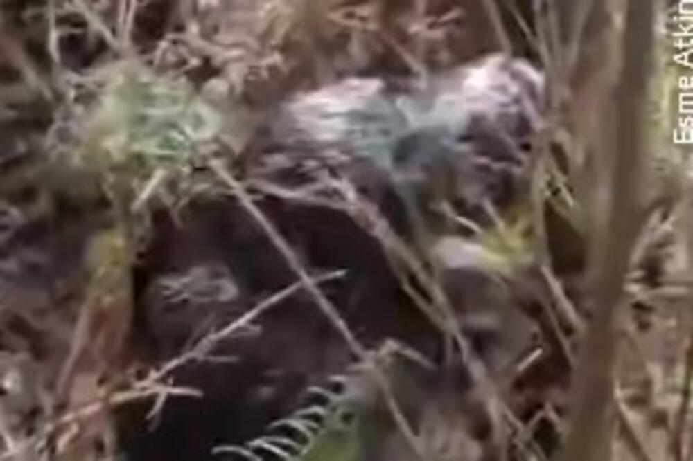 SUROVO SE MAKLJALI 20 MINUTA: Dva BIZARNA kljunara OKURTNO mlatili jedan drugog, ostaviće vas BEZ DAHA (VIDEO)