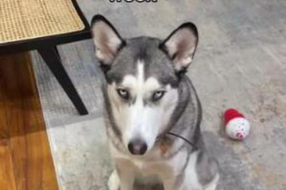 VLASNICA HASKIJA OTKRILA KLJUČNE STVARI O NJEMU: Samo OVO može da ga DOVEDE DO LUDILA