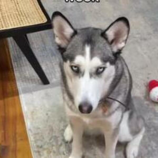 VLASNICA HASKIJA OTKRILA KLJUČNE STVARI O NJEMU: Samo OVO može da ga DOVEDE DO LUDILA