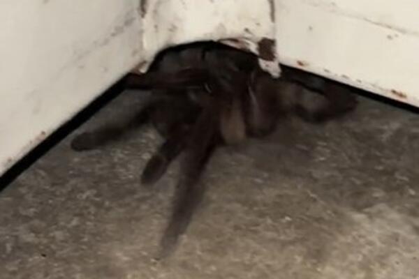 UGLEDAO JE DVE CRNE LINIJE ISPOD VRATA KUPATILA, A ONDA JE IZLETELO OVO: Zbog prizora, MORAO je da zove U POMOĆ