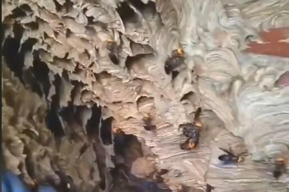 MOTORNOM TESTEROM KRENUO NA DŽINOVSKO GNEZDO STRŠLJENA: Zbog ovog čina misle da je LUD, evo šta se desilo (VIDEO)