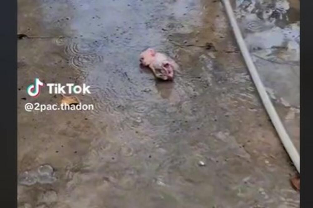 PROLAZILA PORED DVORIŠTA, PA UGLEDALA JADNO STVORENJE U BARI: Ono što je uradila će vas RAZNEŽITI (VIDEO)