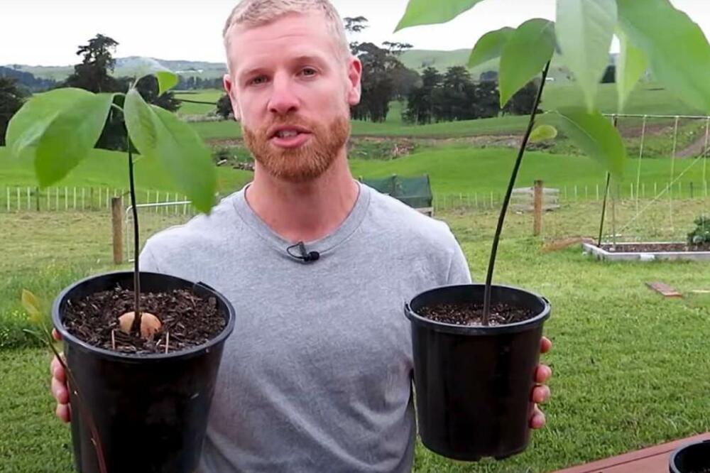 SVI ŽELE OVU VOĆKU, ALI JE CENA UBITAČNA: Možete i sami da je posadite, ZAPRAVO JE PRELAKO! (FOTO)