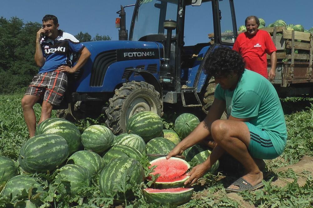 SPOLJA JE SVAKA ISTA, A IZNUTRA... Majstorovići godinama gaje LUBENICE I otkrivaju TRIK kako prepoznati NAJSOČNIJU