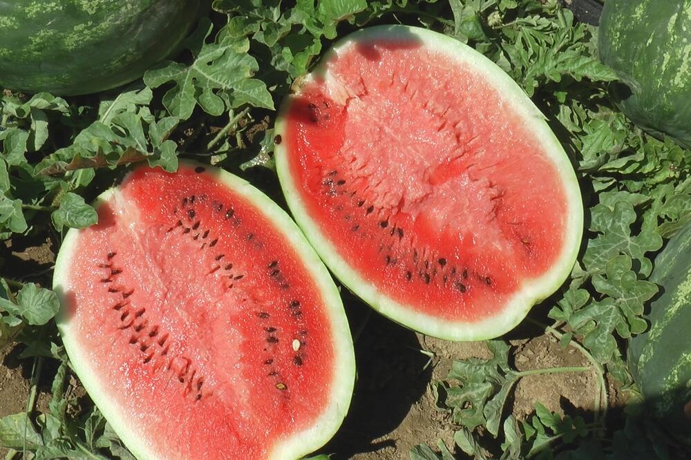 Dele besplatno lubenice, žao im je da propadnu: Ovo domaćinstvo ne zna šta će sa 60 tona voća, slatke kao MED! FOTO