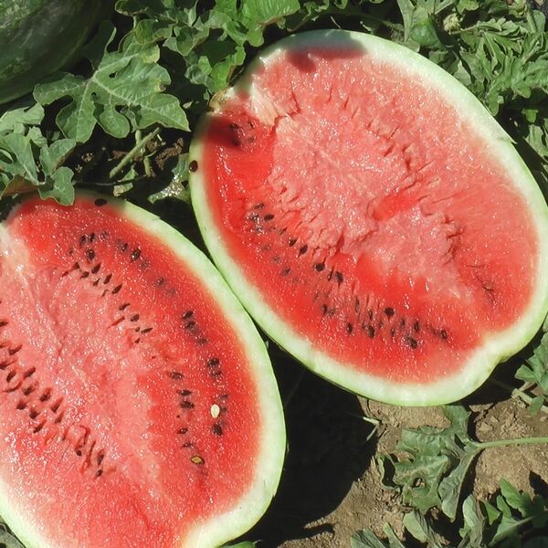 Dele besplatno lubenice, žao im je da propadnu: Ovo domaćinstvo ne zna šta će sa 60 tona voća, slatke kao MED! FOTO