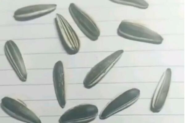 SAMO POSEBNI LJUDI MOGU DA UOČE RAZLIKU ZA 10 SEKUNDI: Koja od semenki je prava, a koja nacrtana? (VIDEO)