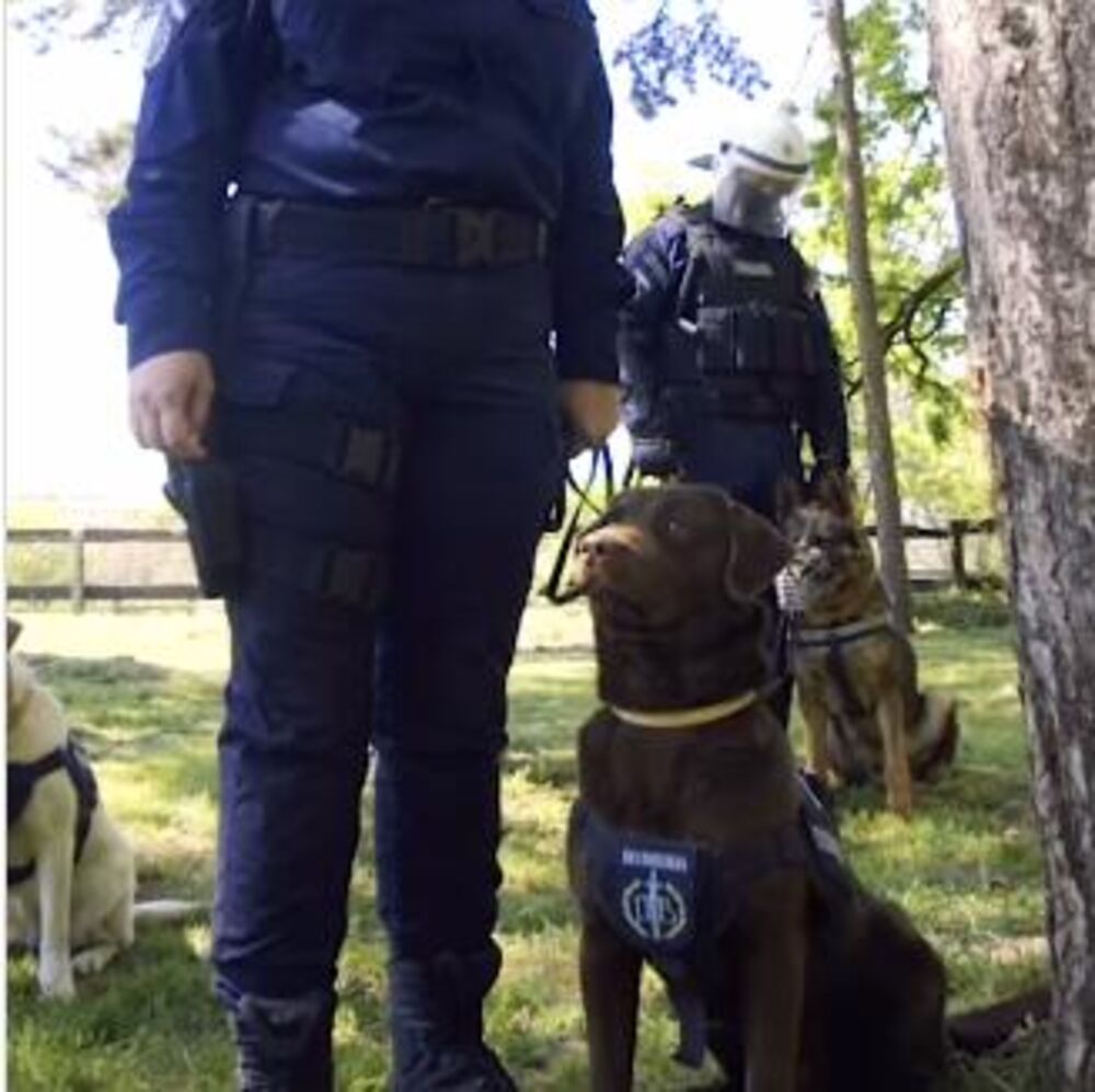 Policijski pas