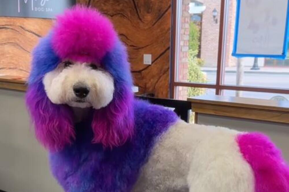 CRNA ŽENO, ŠTA TO URADI? Anđela pretvorila psa u JEDNOROGA, gledajte samo na ŠTA LIČI, da li je ovo REALNO? VIDEO