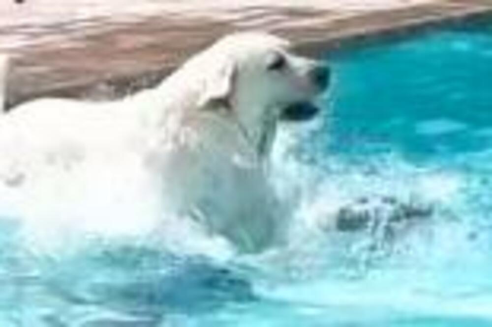 LABRADOR SE ŽESTOKO OSVETIO DEČAKU: Snimak koji je NAJEŽIO ceo svet, bacio se na DETE i uradio OVO (VIDEO)