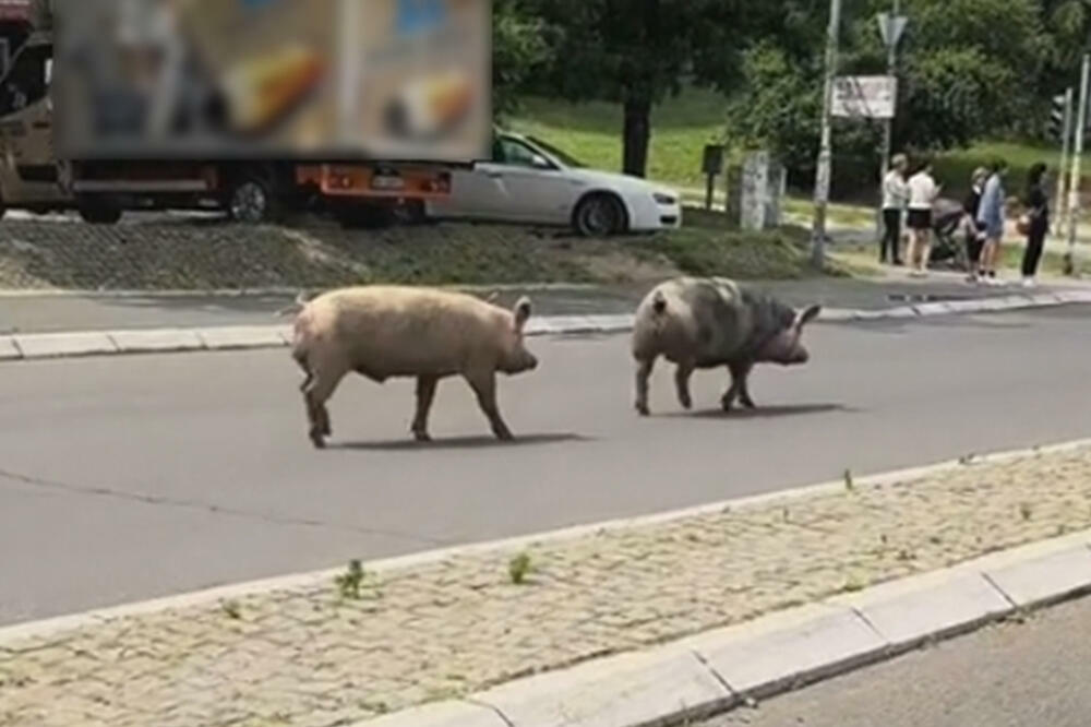 "ZA SVE IMA MESTA U NAŠEM DIVNOM NASELJU": Prasići se rastrčali po ulicama Beograda, HIT (VIDEO)