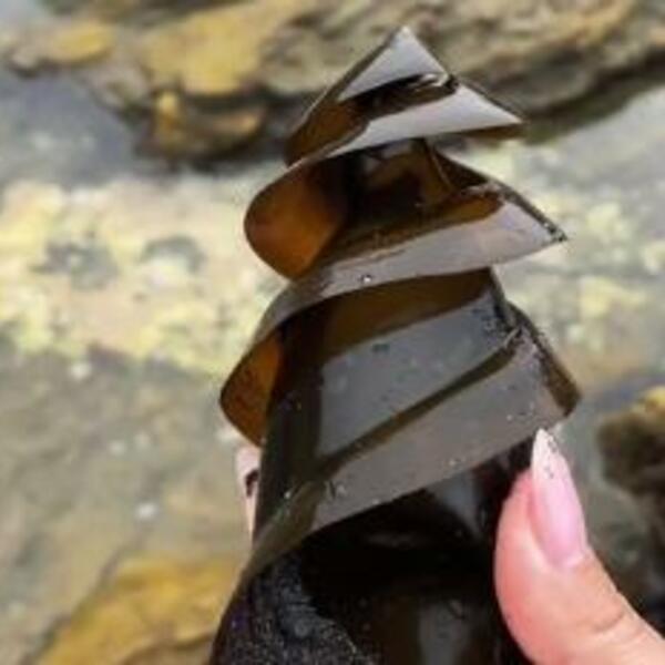 AKO OVO VIDITE NA PLAŽI, NEMOJTE ULAZITI U VODU, MAJKA JE U BLIZINI: Devojka objasnila čije je ČUDNO JAJE (VIDEO)