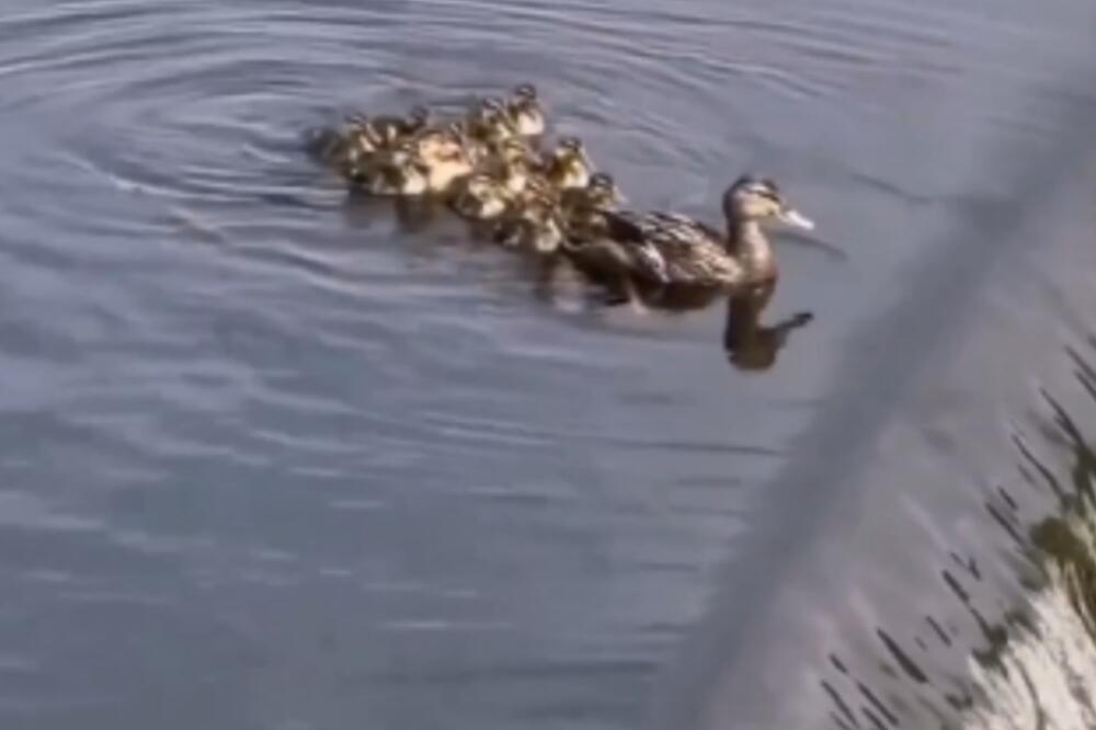 PATKICA PALA NIZ VODOPAD, POTEZ NJENE MAJKE JE NEVEROVATAN: Ovo ne bi uradilo čak ni LJUDSKO BIĆE (VIDEO)