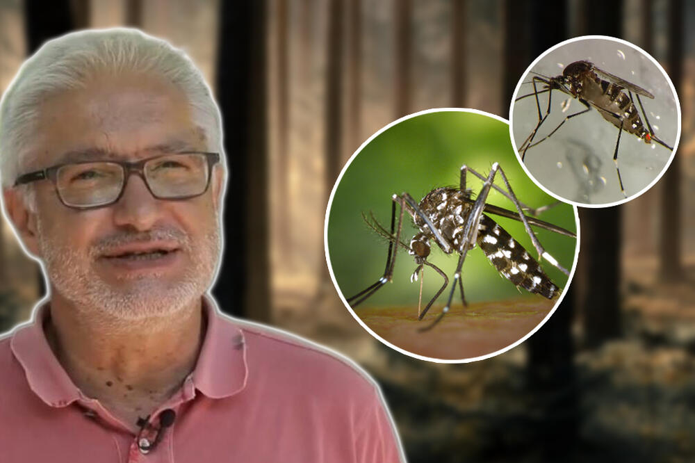 SRBIJA UVOZI STERILNE KOMARCE: Prof. Petrić za Espreso otkrio SVE o toj INOVATIVNOJ METODI, evo da li je BEZBEDNA!