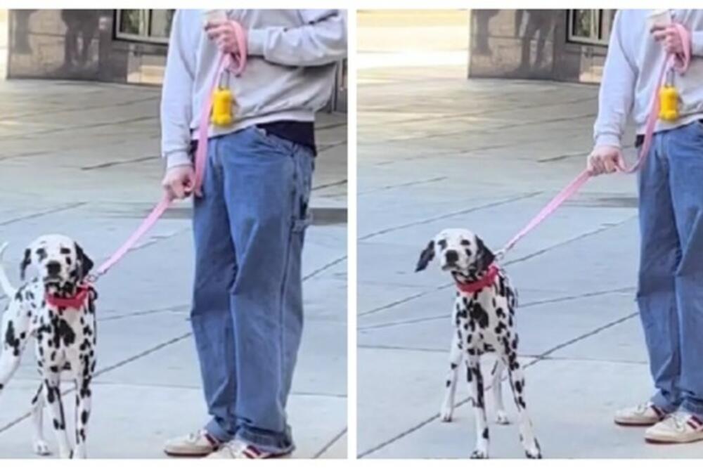 DALMATINAC VIDEO DA VLASNICA ODLAZI BEZ NJEGA, NJEGOVA REAKCIJA JE HIT: Slatko ćete se nasmejati (VIDEO)