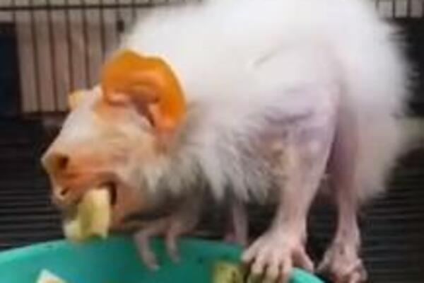 DLAKAVO JESTE, ČUPAKABRA NIJE! Snimljeno jezivo STVORENJE, znate li ŠTA JE OVO ČUDO? (VIDEO)