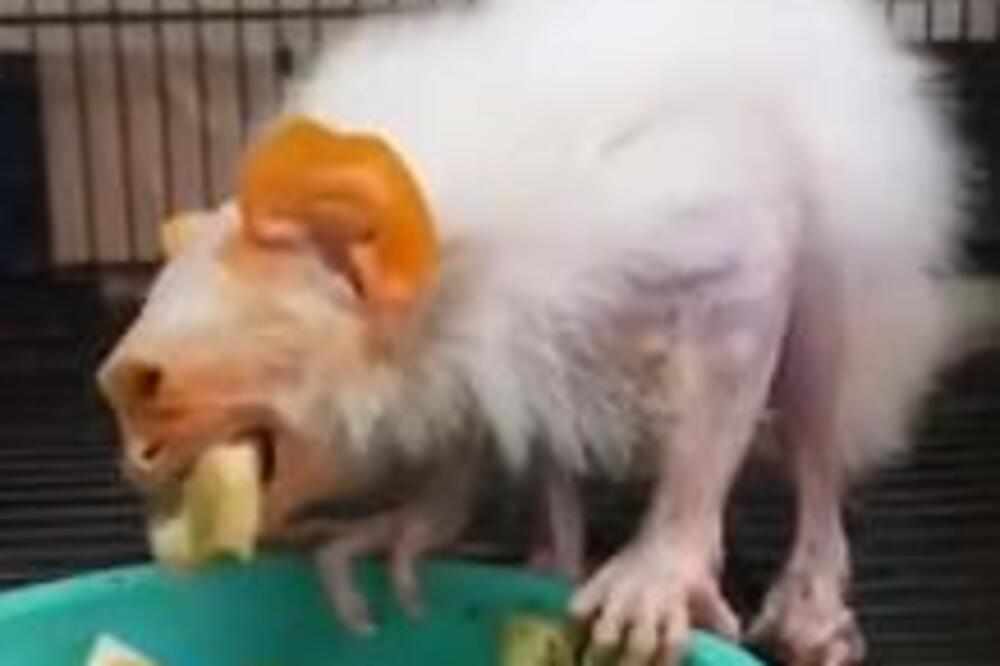 DLAKAVO JESTE, ČUPAKABRA NIJE! Snimljeno jezivo STVORENJE, znate li ŠTA JE OVO ČUDO? (VIDEO)