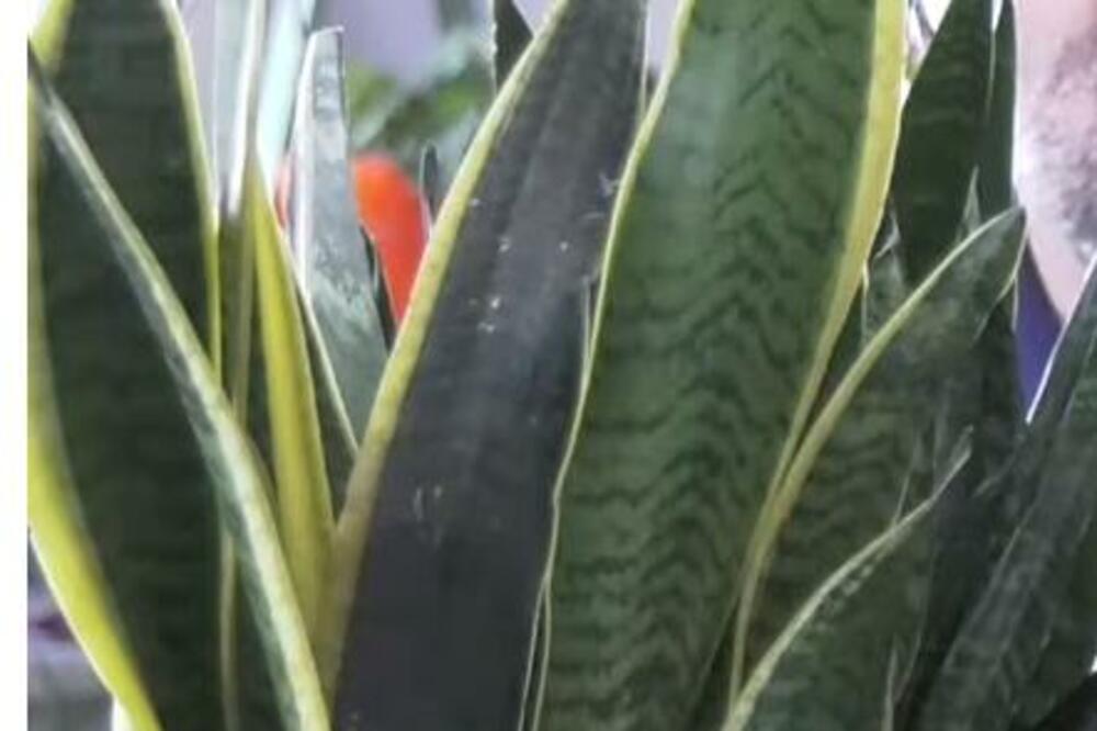 OVA BILJKA ĆE VAM SNIZITI TEMPERATURU U PROSTORIJI KOJA NEMA KLIMU: Idealna je za rashlađivanje, nabavite je